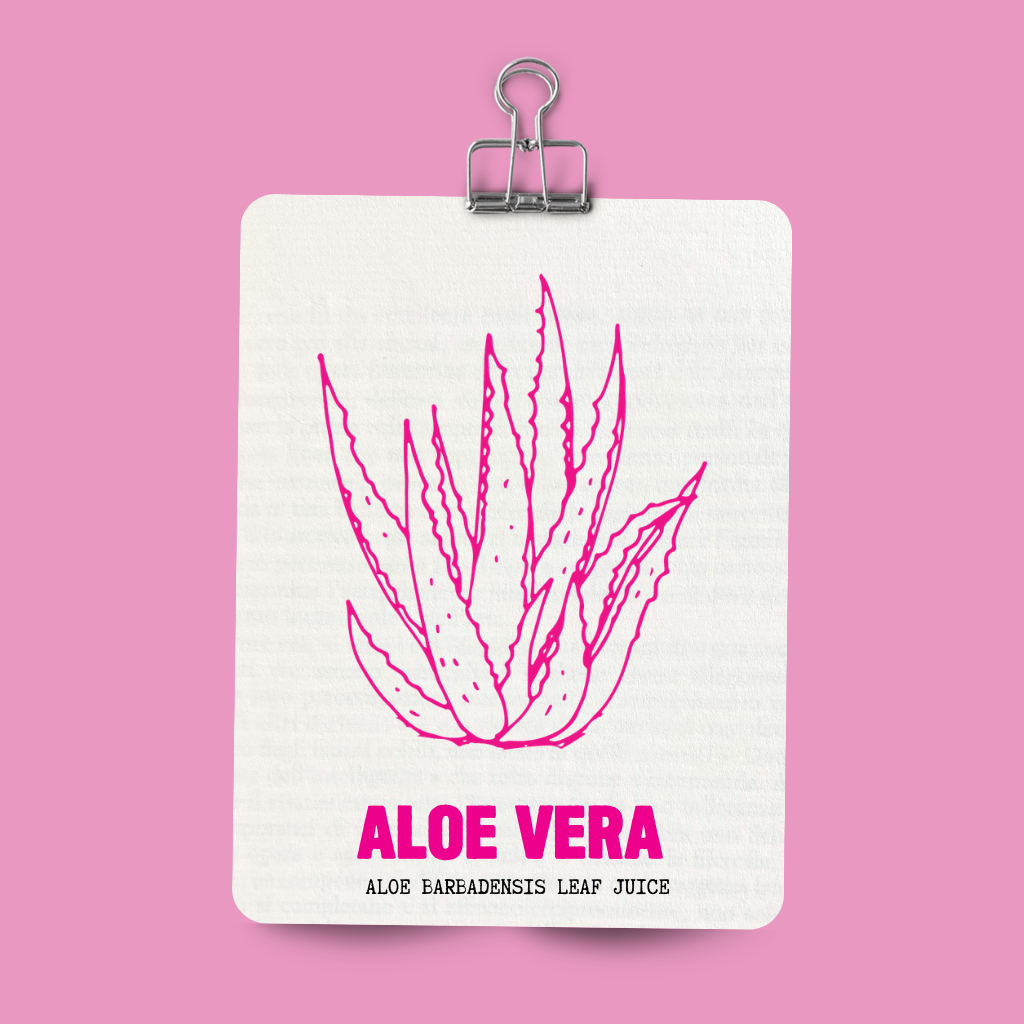 Aloe vera botanical illustration - the cooling ingredient in Viva La Vulva Padsicle Gel for postpartum recovery NZ